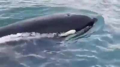 Seal jumps on the boat to save itself from Orca killer whale