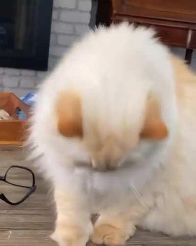 Dropping a hint to my human