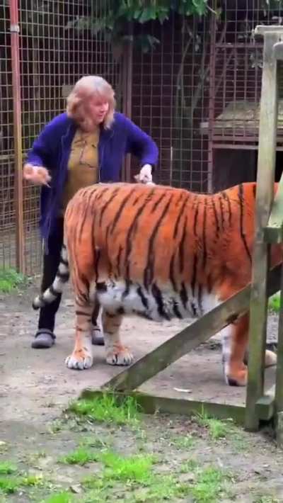 this is the most tiger tiger ive ever seen