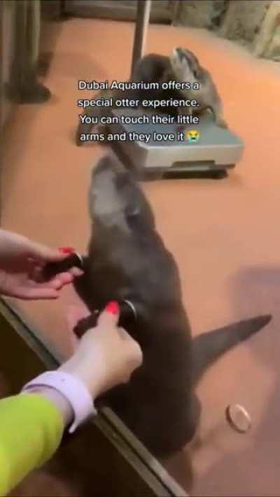 Shaking an otters hand