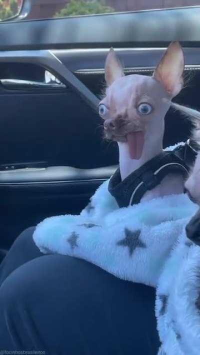 Wait, this isn't the dog park? Why does that say 'Vets'?