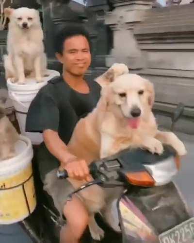 This dude is living my dreams