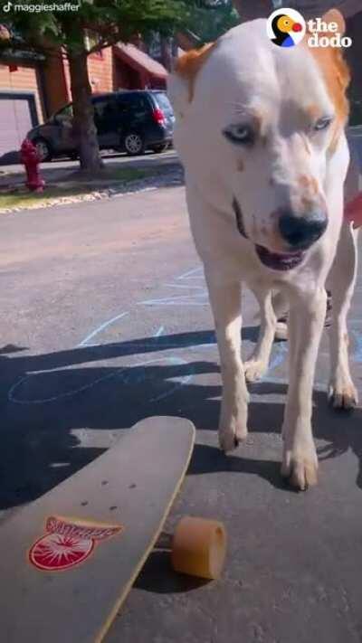 Dog accidentally breaks his favorite rock — then waits patiently while it’s in “rock surgery”