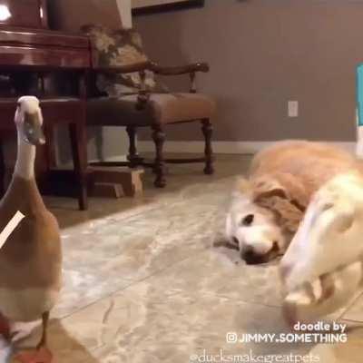 Ducky McDucky, The Dog Conquerer
