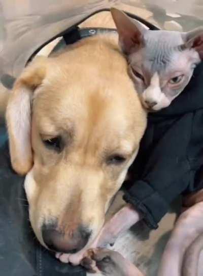 Emotional support kitty