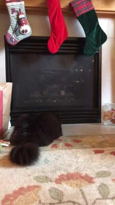 *No cat was harmed in the making of this jump scare*