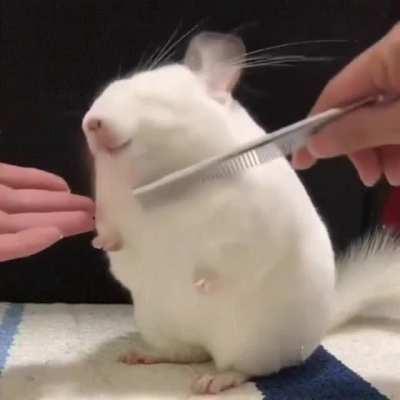 [Unintentional] [Visuals-only] Chinchilla getting brushed