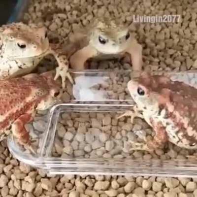 Yo y mis hermanos cuando el hermano más chico se come la última sopaipa