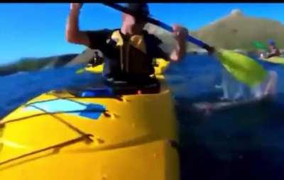 Seal slaps man using a octopus