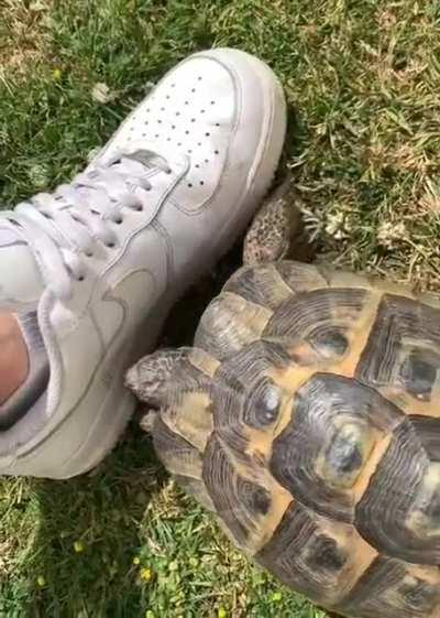 ViCiOuS tUrTlE iS eXpOsEd As a RaCiSt FuCk.