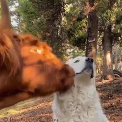 Have you licked your best friend today?