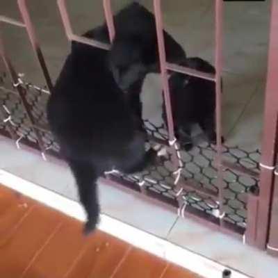 The Great Puppy Prison Escape