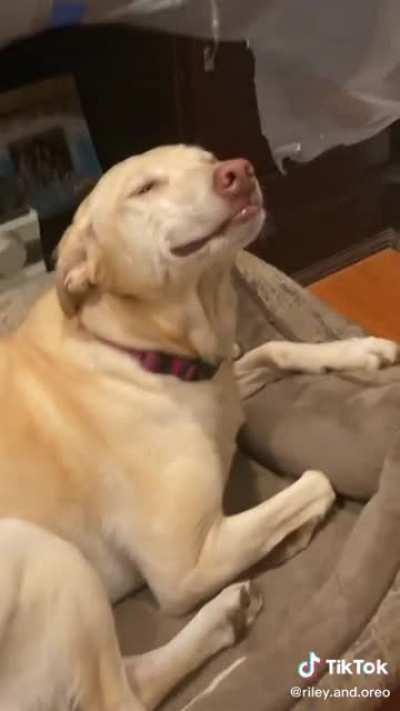 Clearly he's innocent!