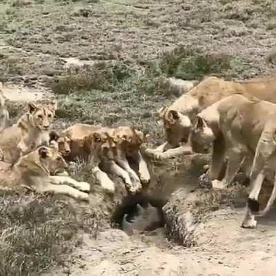 Warthog Hunt Pending...