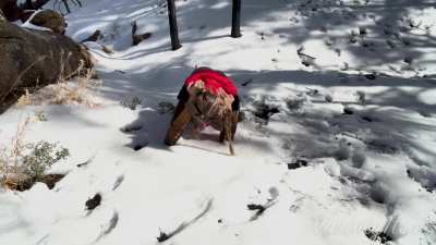 She’s rolling along 🐶