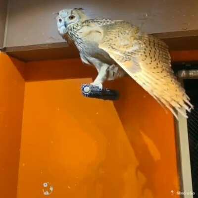 Owl showing off its wing