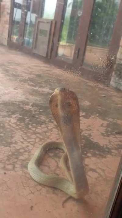 Just had this guy at my door...!!