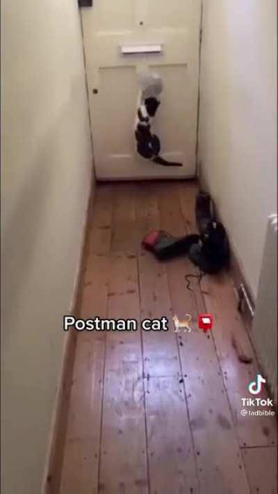 Postman cat