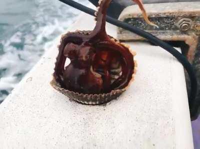 🔥 Captured Octopus makes a break for it!!