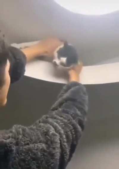 cat got stuck in the ceiling .
