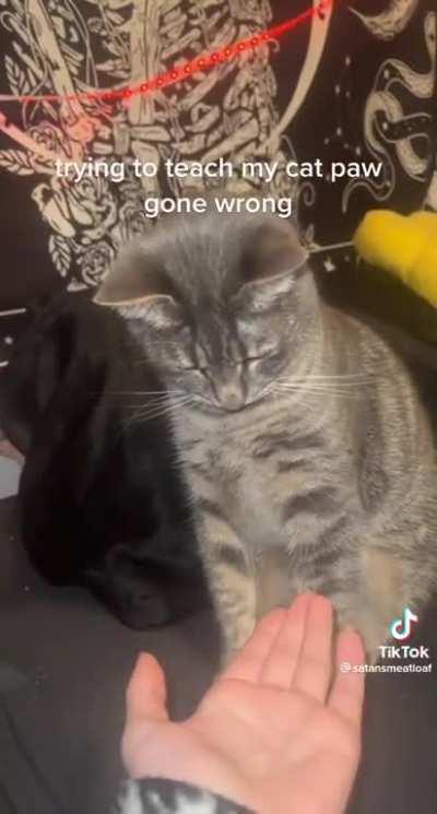 Person trying to teach their cat a trick …