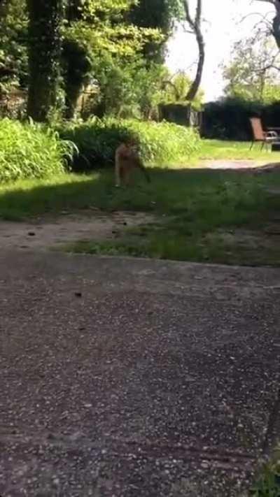 I'll run as fast i can if this one came running up to me.