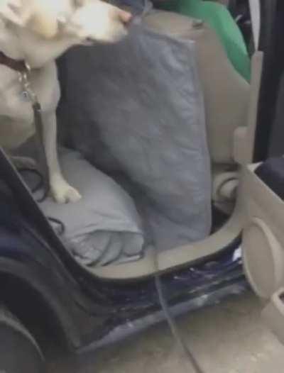 Dog helping his buddy out the car