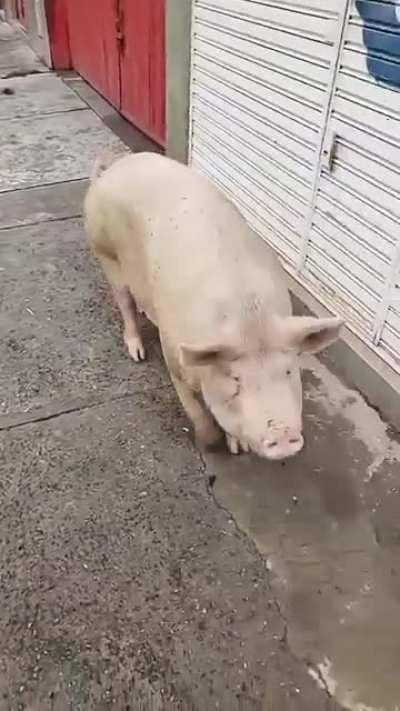 Morning stroll in Argentina