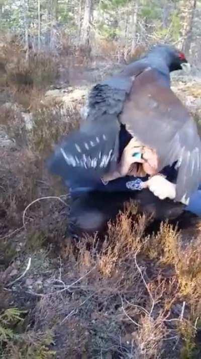 That's a big pigeon.