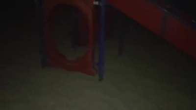 Cartoon cat's stalking