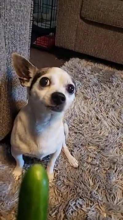 Manchas treat time haha Run