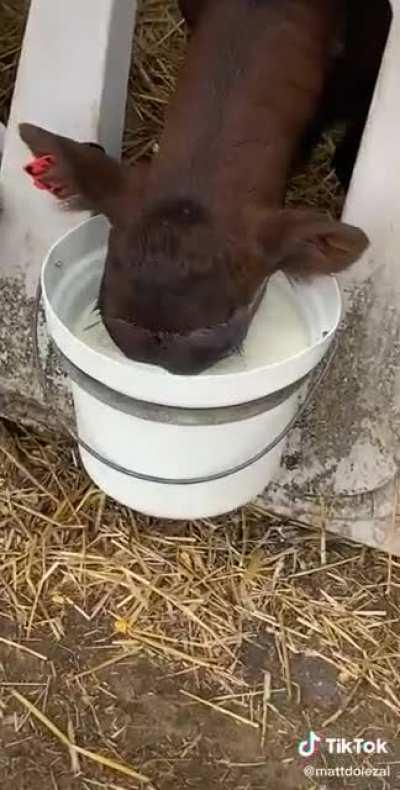 But.. did they learn?