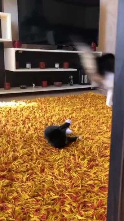 Might need to check the batteries in the big kitty