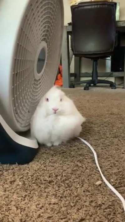 Any other buns enjoy sitting right in front of the fan?
