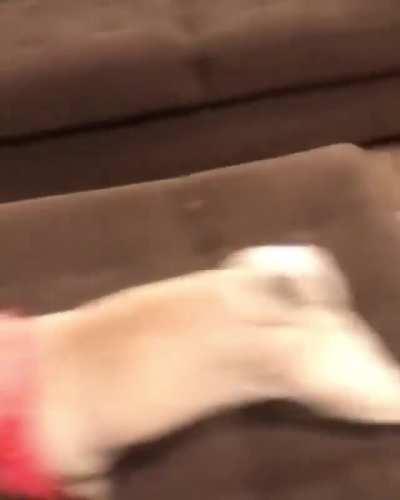 When you go full derp it’s best to pretend nothing happened