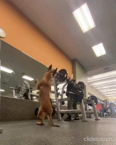German Shepard doing Squats along with its human parent
