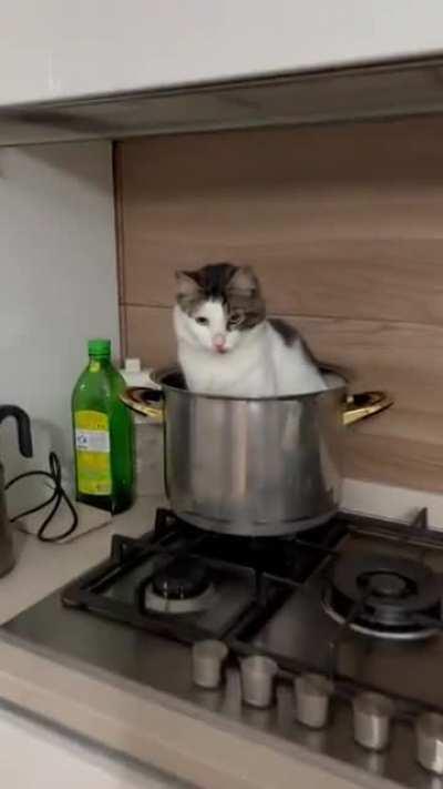 Kitty cat soup