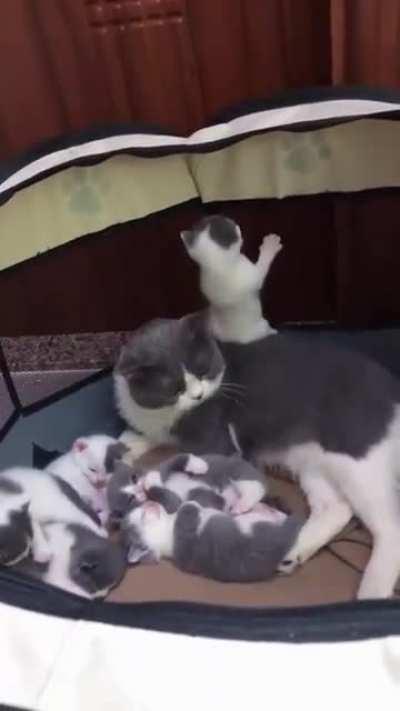 Mom surrounded by kittens. 💕💕