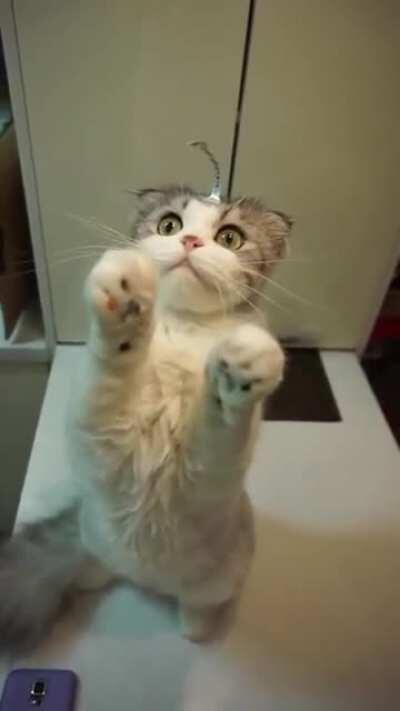 Cat.