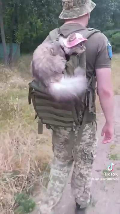 Walk with cat on pack