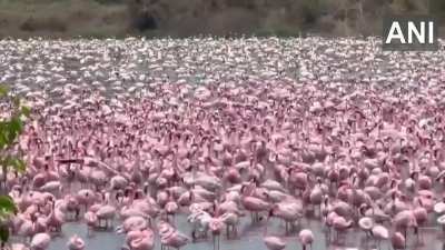Maharashtra | A mesmerising spectacle was witnessed in Navi Mumbai as flamingos arrived in the creek area situated behind the NRI Complex in Nerul.