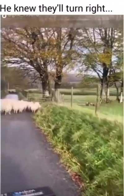 This very good doggo clearly loves its job