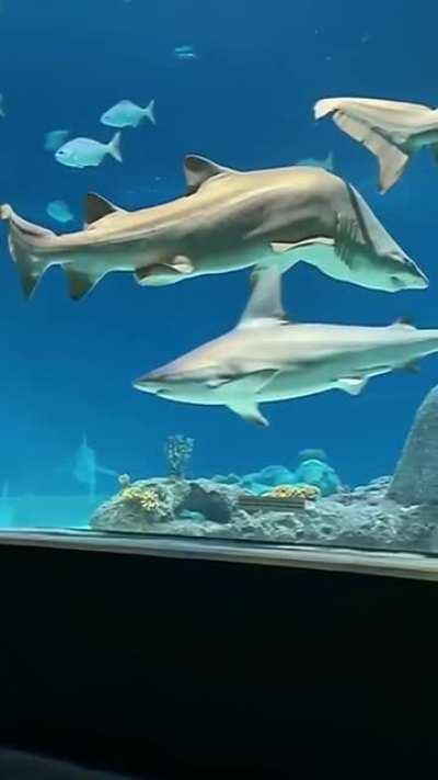 A shark with a spinal abnormality called kyphosis