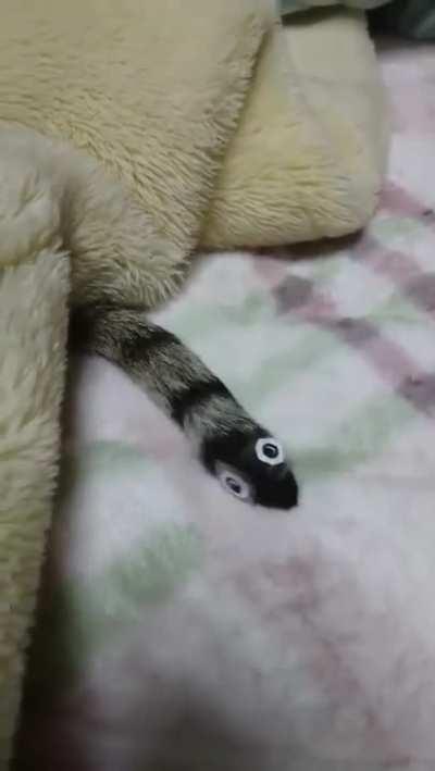 Rare kitty snake tail.
