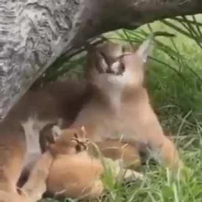 different form of flopping