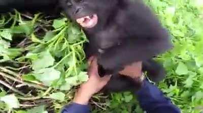 Ate que voce ta fofinho nesse video vermelol sz