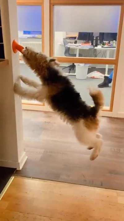 How strong is this dog's jaw?