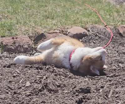 Found my braincell in the dirt 🤣