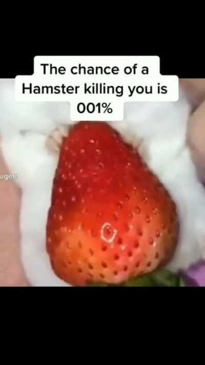 Blursed_hamster