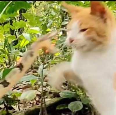 To attack a cat